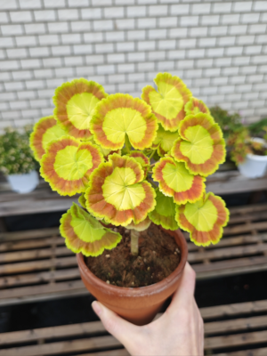 Geranium - 2 Pack