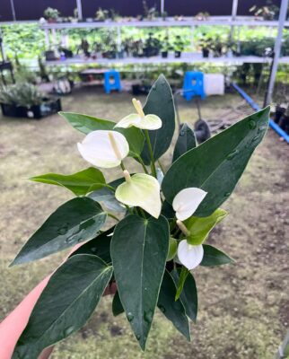 Peace Lily - 2 Pack