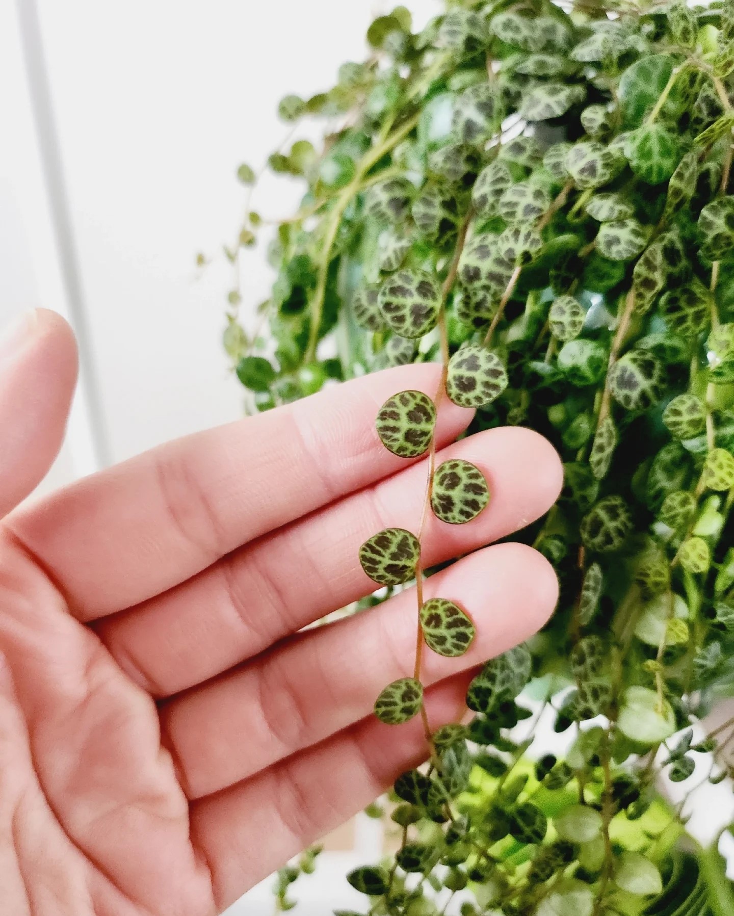 Peperomia String of Turtles - 2 Pack - Image 2