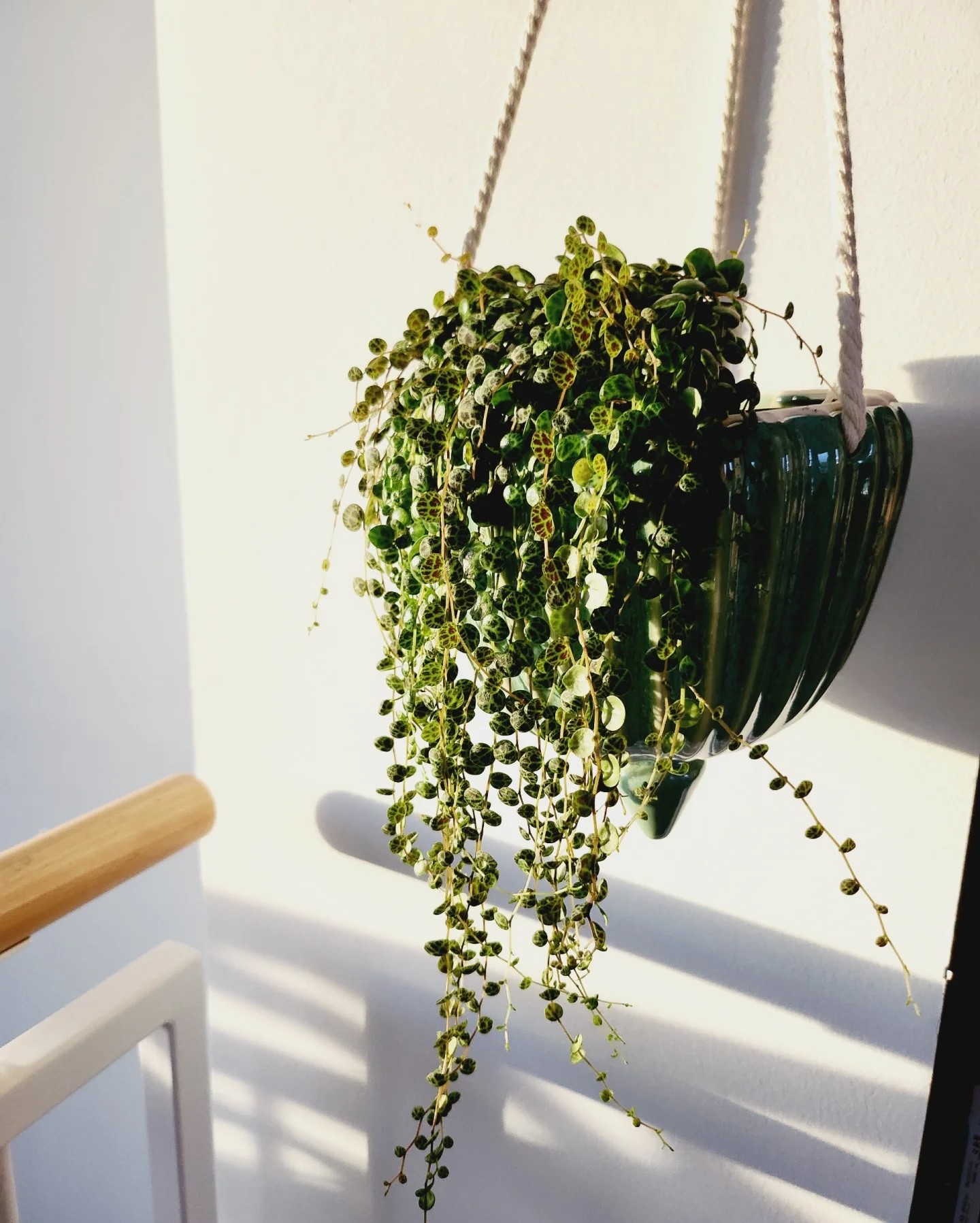 Peperomia String of Turtles - 2 Pack - Image 3