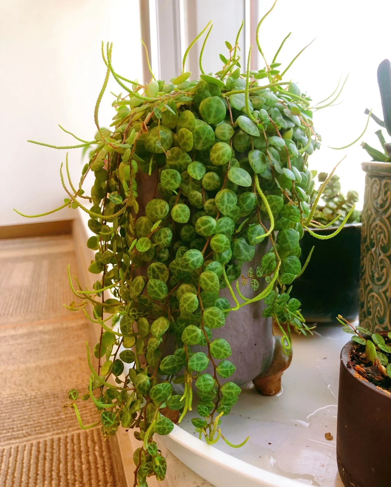 Peperomia String of Turtles - 2 Pack - Image 4