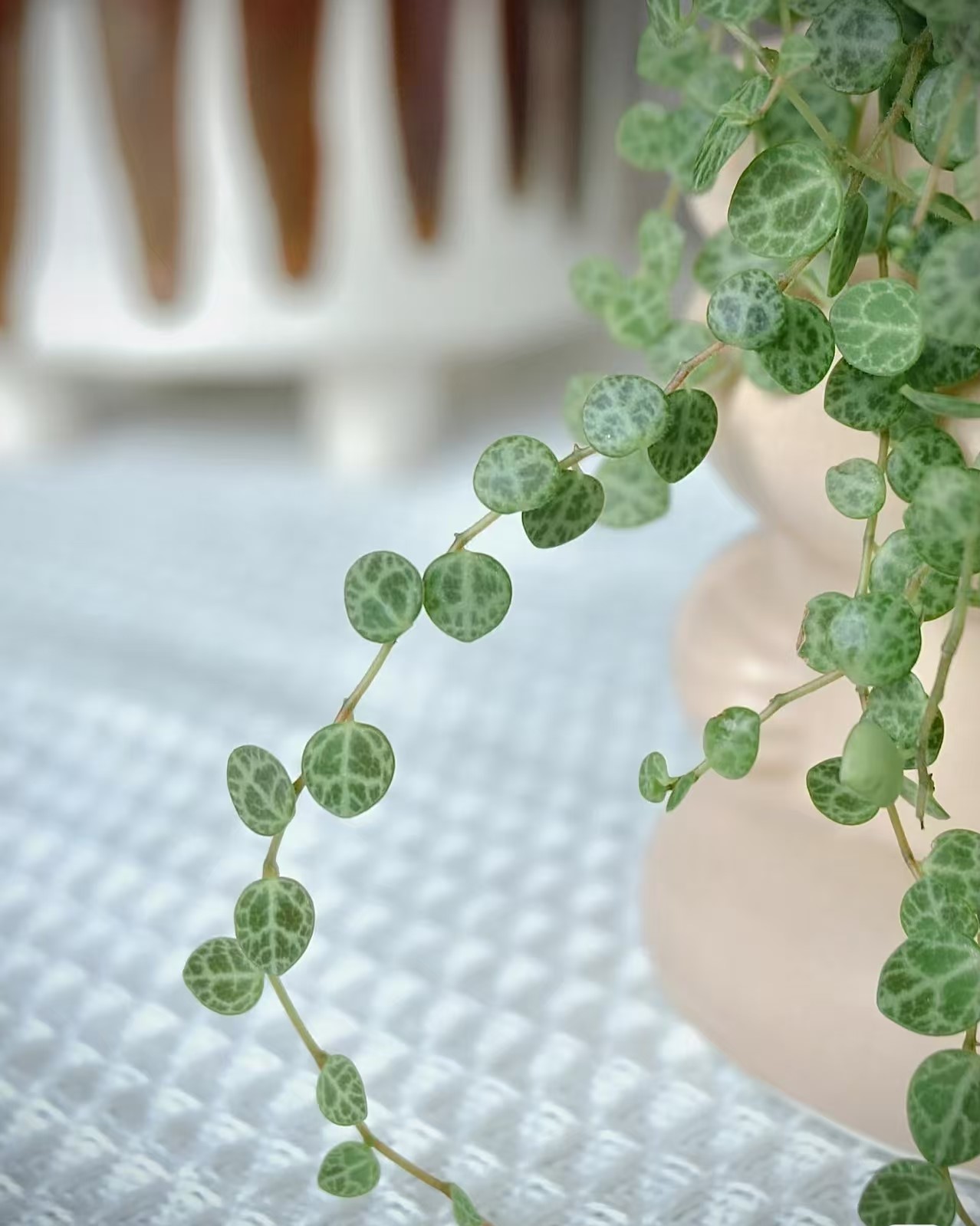 Peperomia String of Turtles - 2 Pack - Image 6