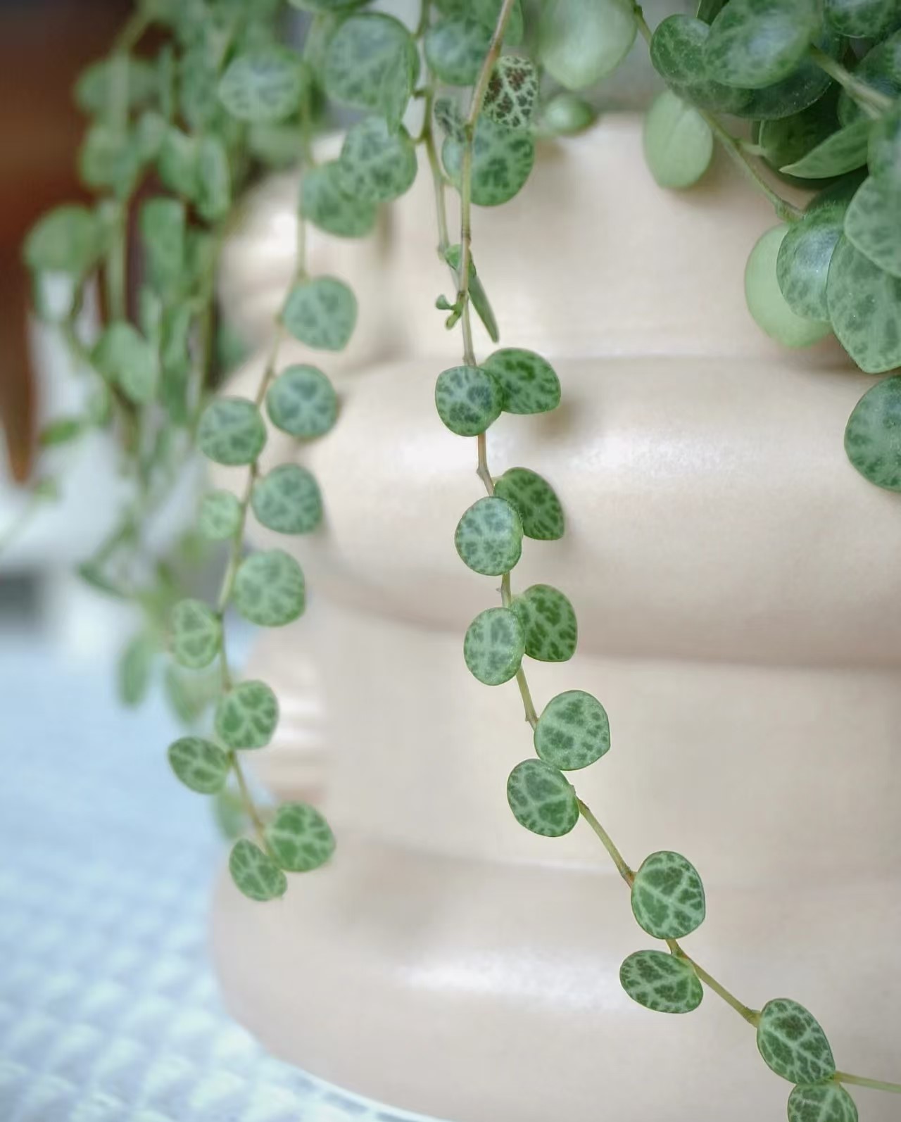Peperomia String of Turtles - 2 Pack - Image 5