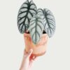 Alocasia Silver Dragon - 2 Pack