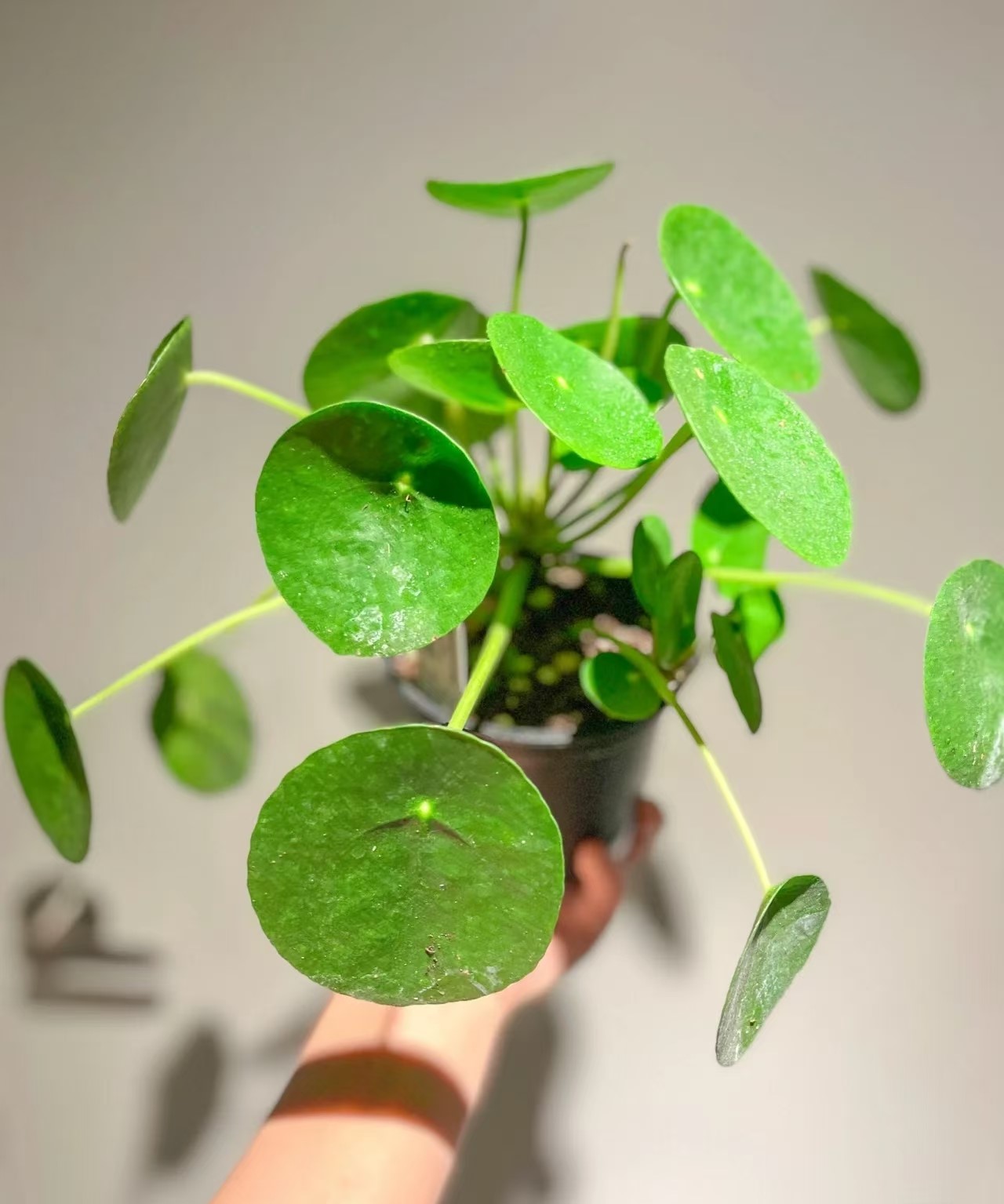 Pilea Peperomioides - 2 Pack - Image 2