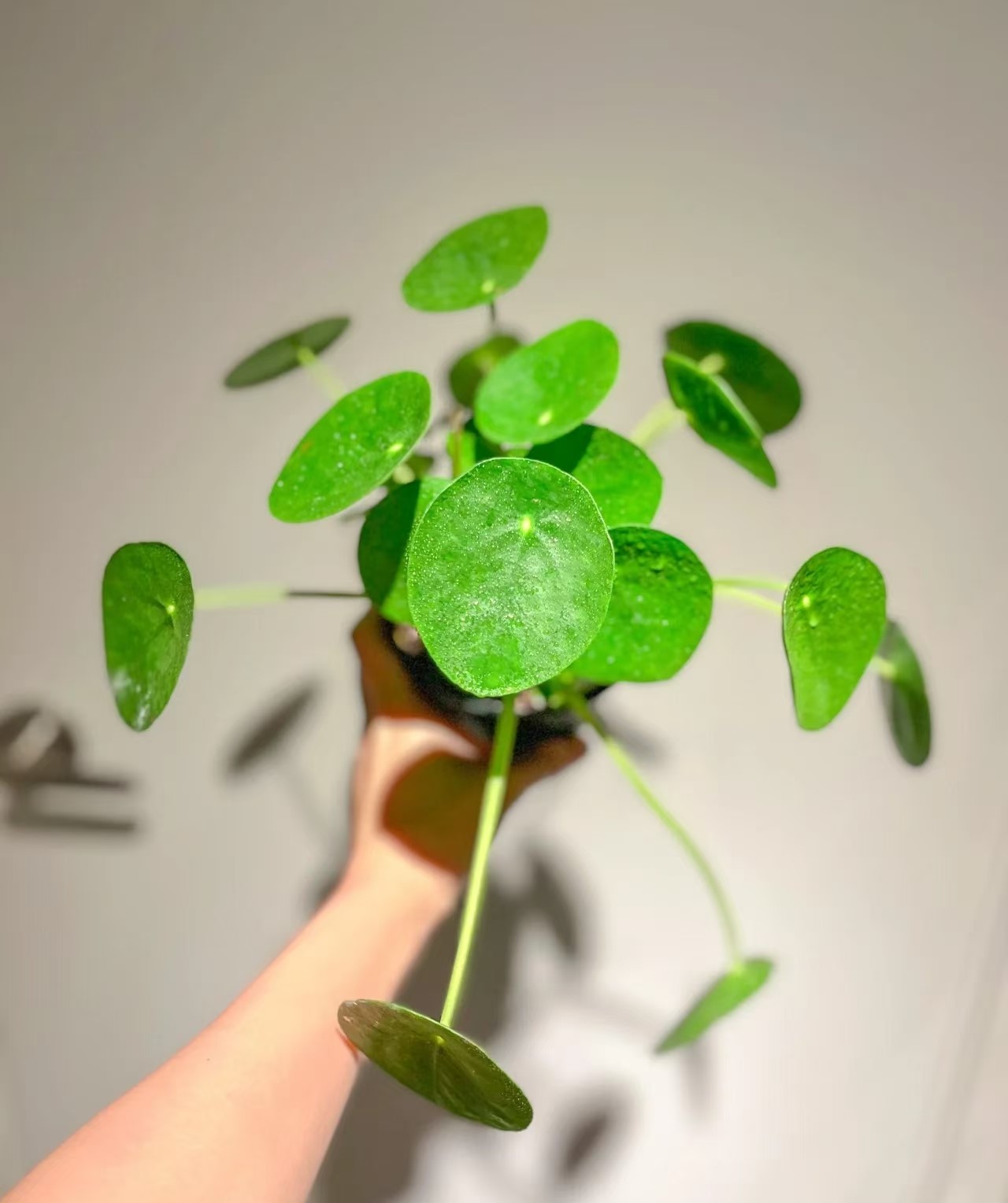 Pilea Peperomioides - 2 Pack - Image 3