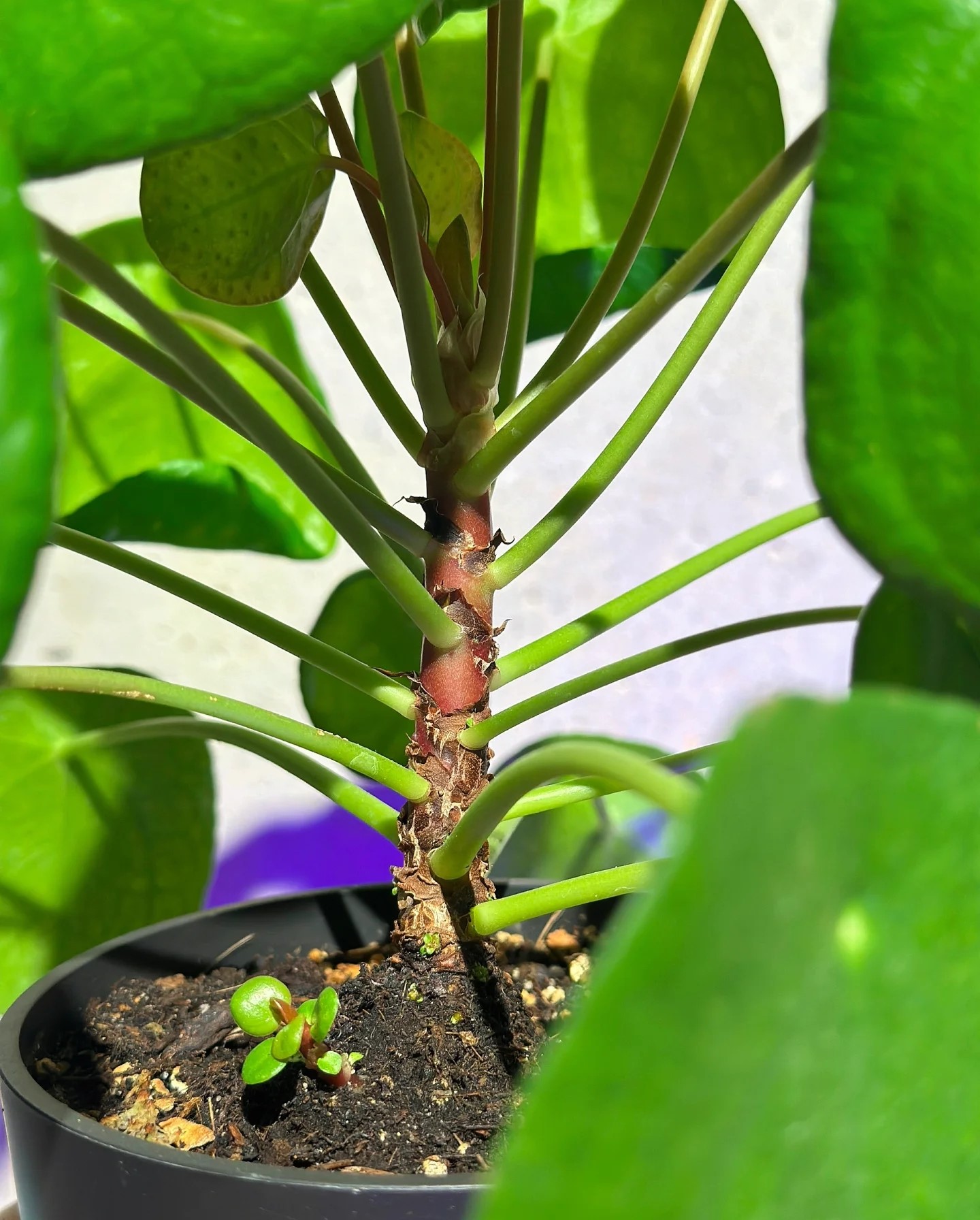 Pilea Peperomioides - 2 Pack - Image 4