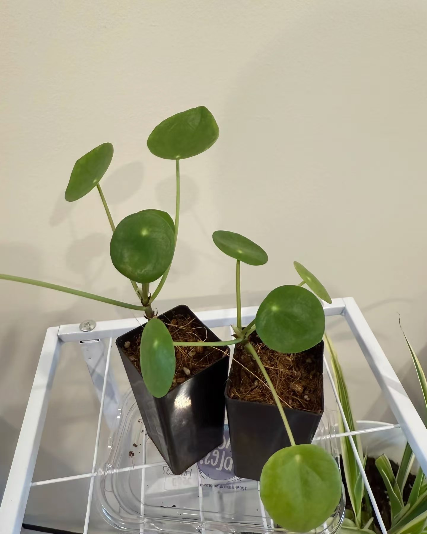 Pilea Peperomioides - 2 Pack - Image 6