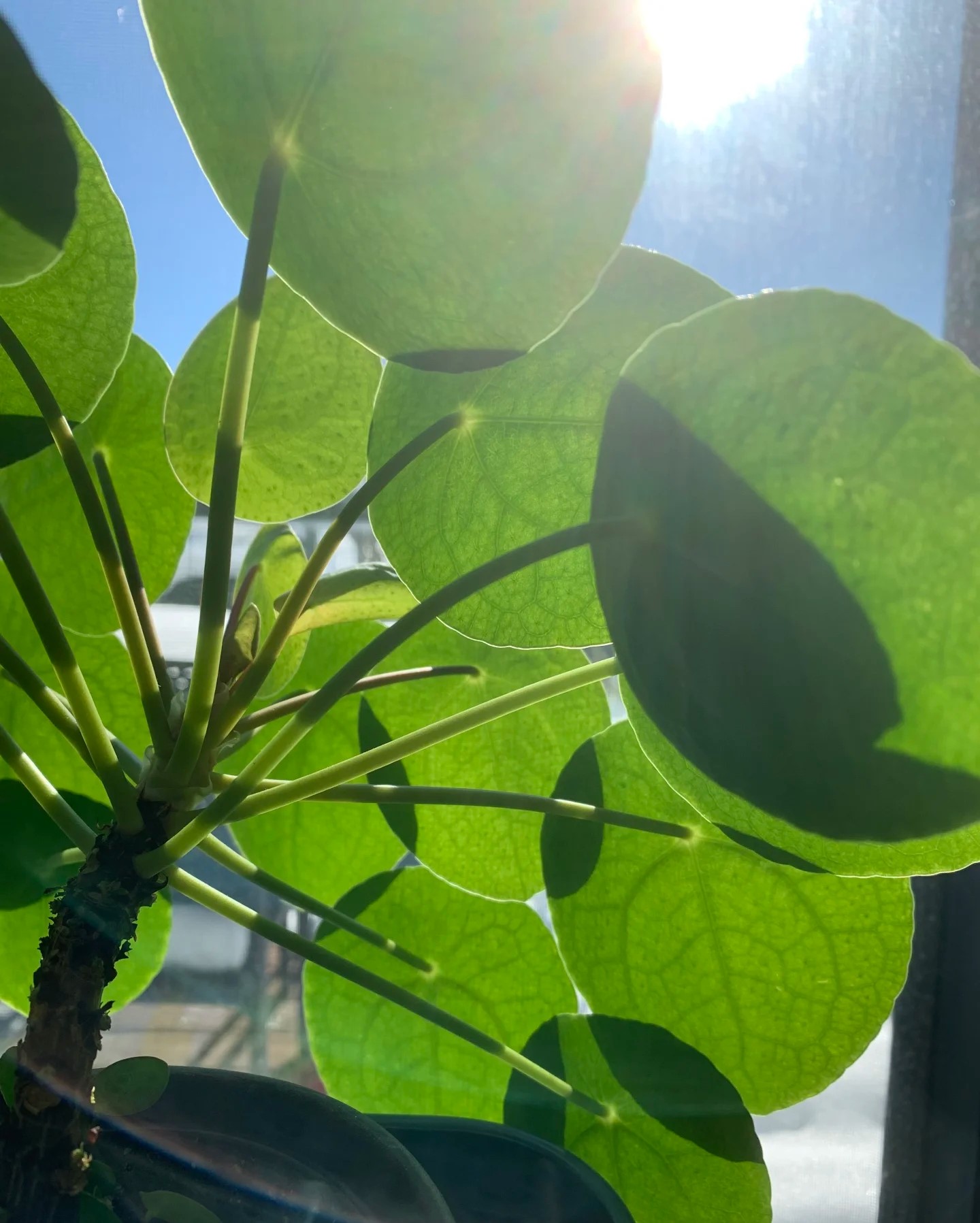 Pilea Peperomioides - 2 Pack - Image 5